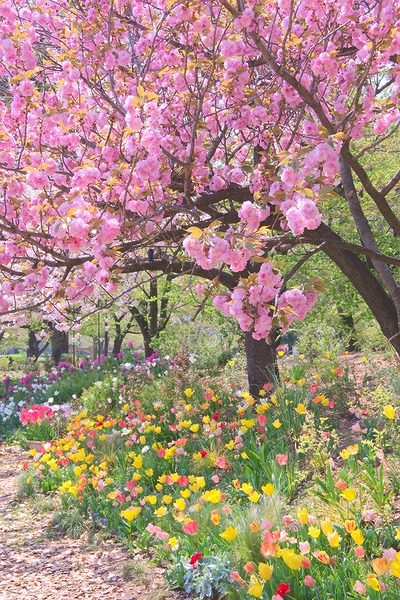 浮間公園 チューリップ 八重桜