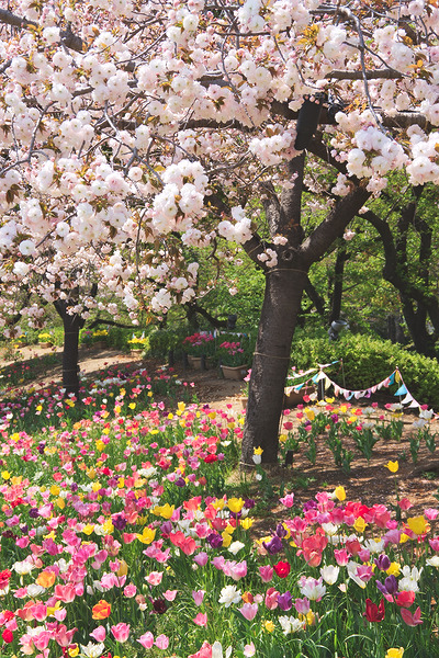 浮間公園 チューリップ 八重桜