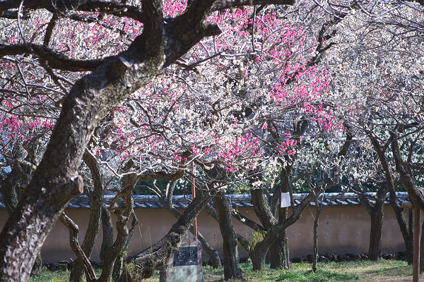 谷保天満宮 梅