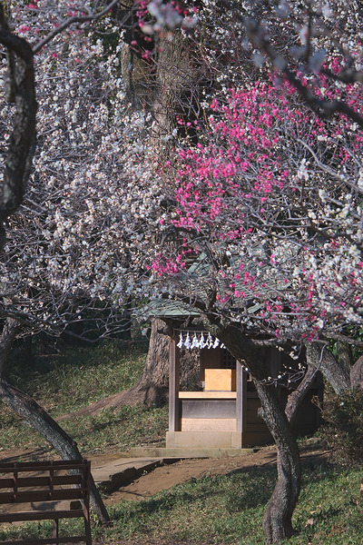 谷保天満宮 梅