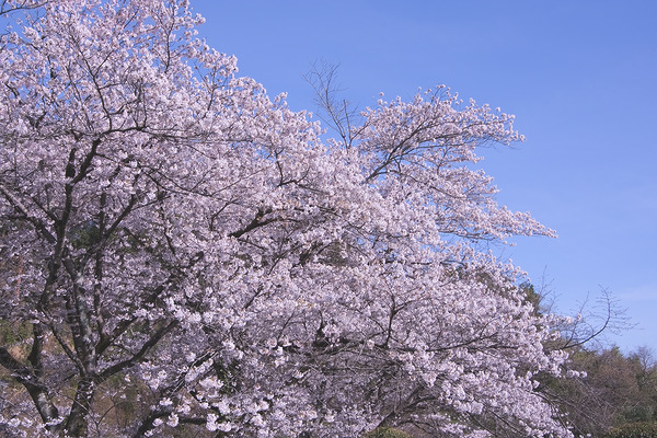 山吹の里歴史公園 桜
