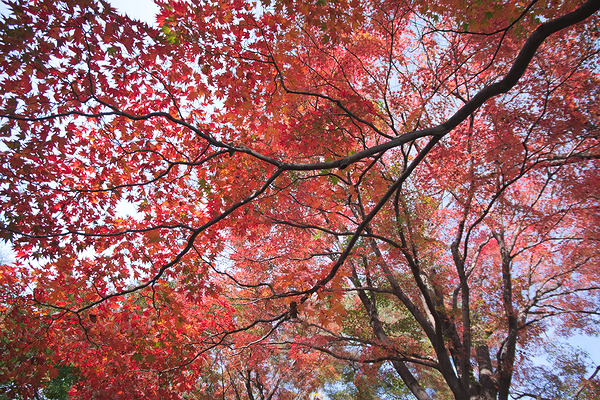 山本有三記念館 紅葉