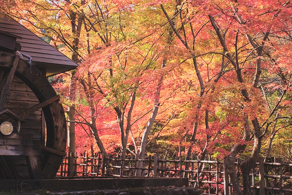 日本の里 風布館 紅葉 水車