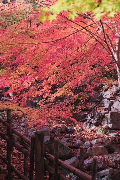 日本の里 風布館 紅葉