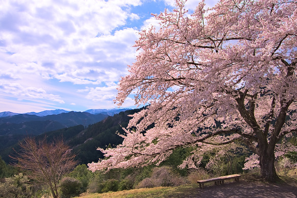 八徳の一本桜 桜
